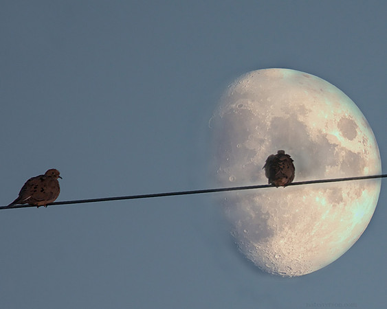 Bird Moon Composite, 2021