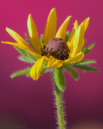 freshly blooming black-eyed susan in front of garish pink birdbath, 2021