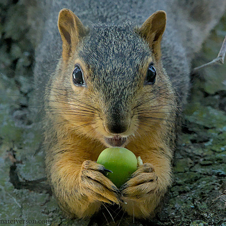 Squirrel eats acorn, 2021