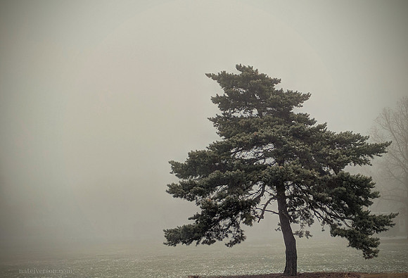 muted tree foggy background