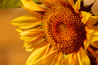 Sunflower, 2021