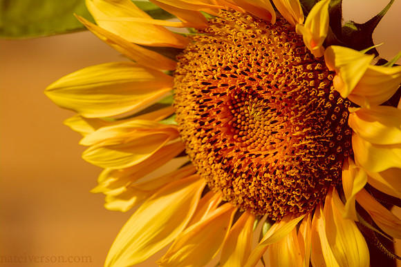 Sunflower, 2021